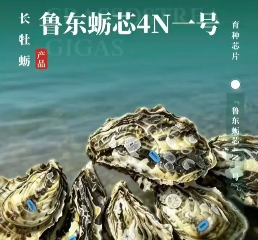 新品发布 | 鲁东蛎芯4N一号——为四倍体牡蛎精准育种注入“芯”动能